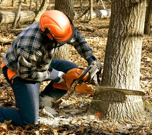 Tree Removal in Moundville, AL
